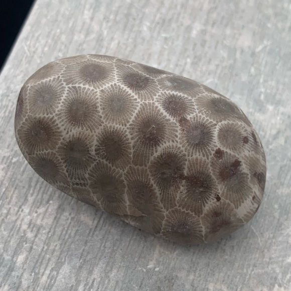 Petoskey stone - Picture 7 of 10
